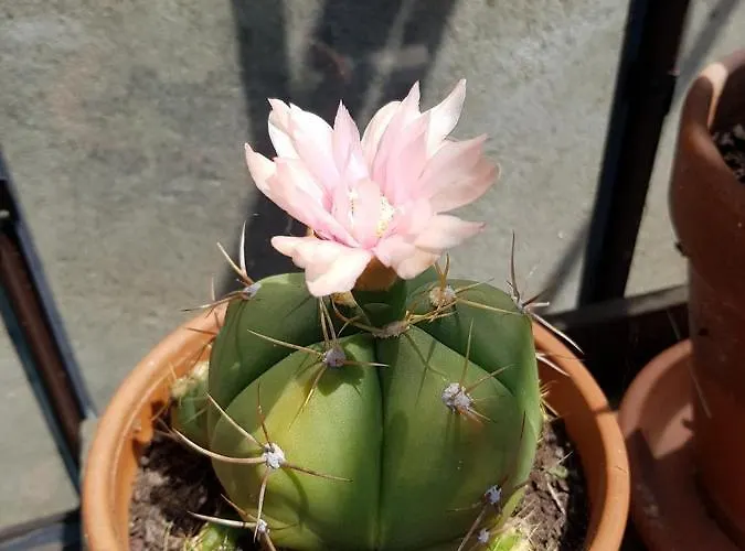 Appartamento - Yellow Sun *